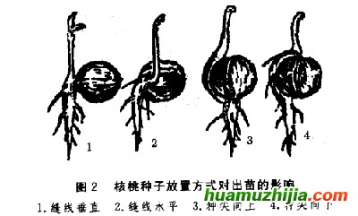 N缼g