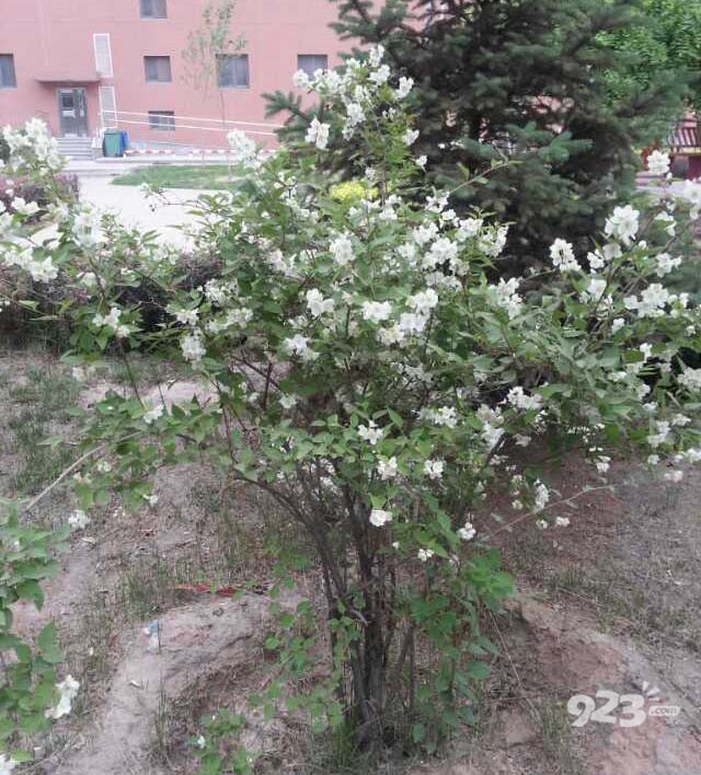 點擊打開原圖 山梅花
