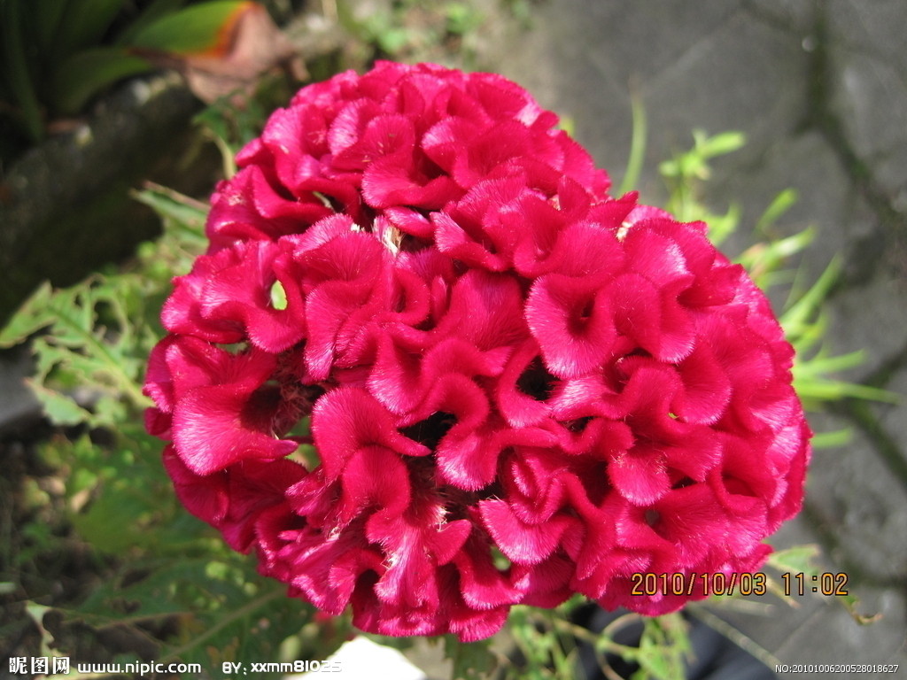 雞冠花圖片