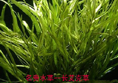 L(zhng)˲