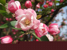 Ļ
