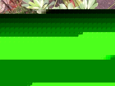 _ľ