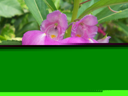 PɻLˮW