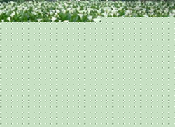Rɏ