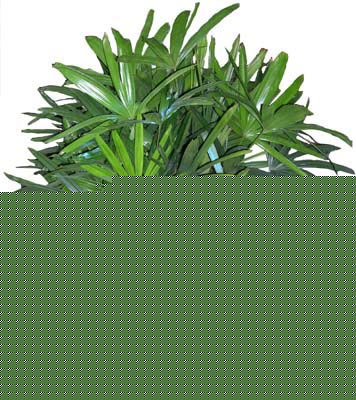 Bֳ