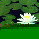 ɻDƬ