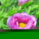 ĵ