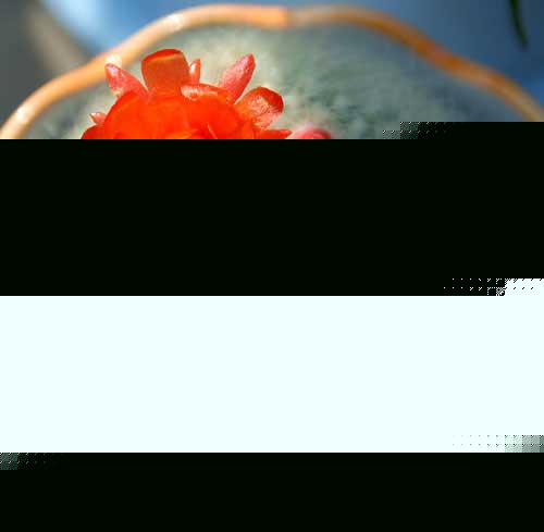 TķϢ