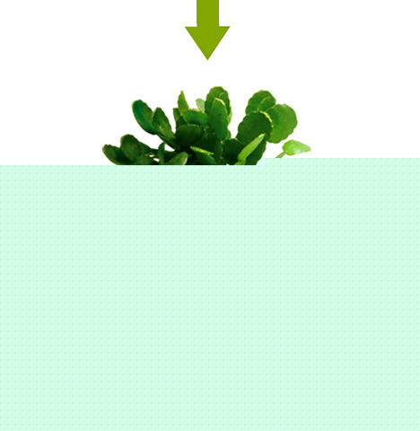 Ļ