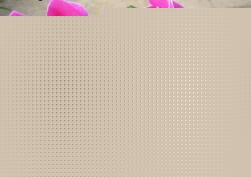 ɿ́