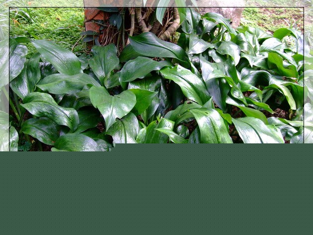 ˮ