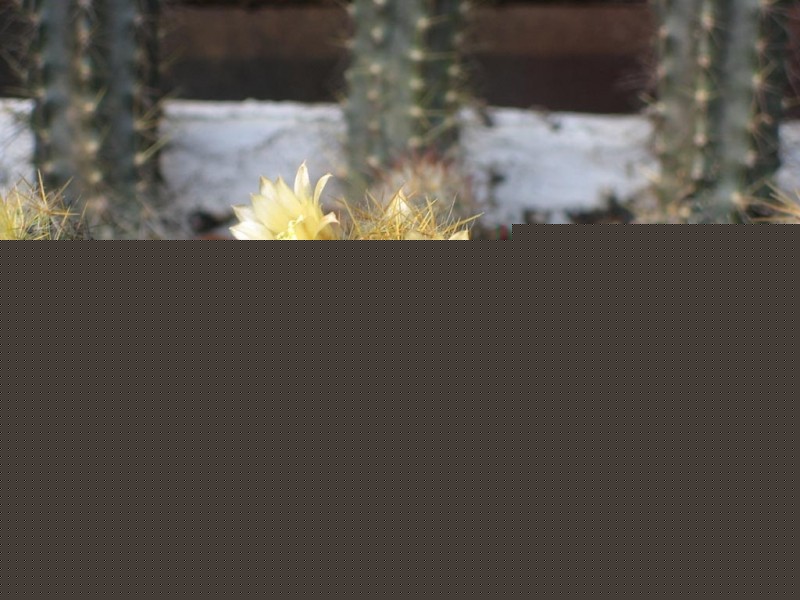 ϼ