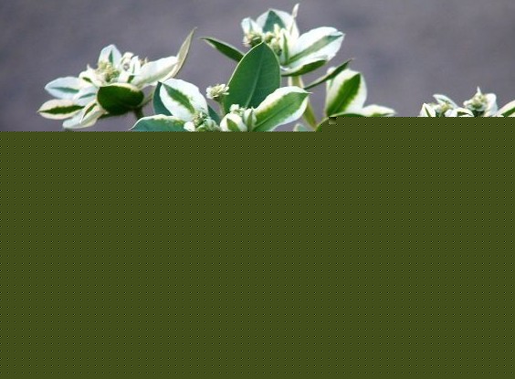 y߅Bֳ