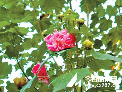 木芙蓉