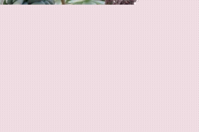 t(sh)Crassula hottentotaB(yng)o