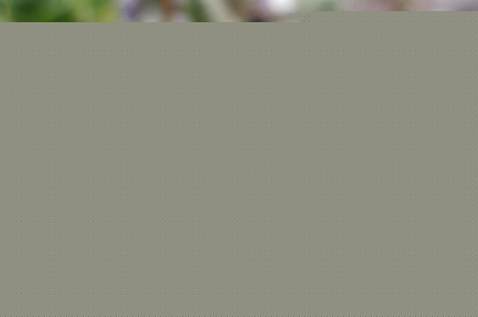 t(sh)Crassula hottentotaB(yng)o