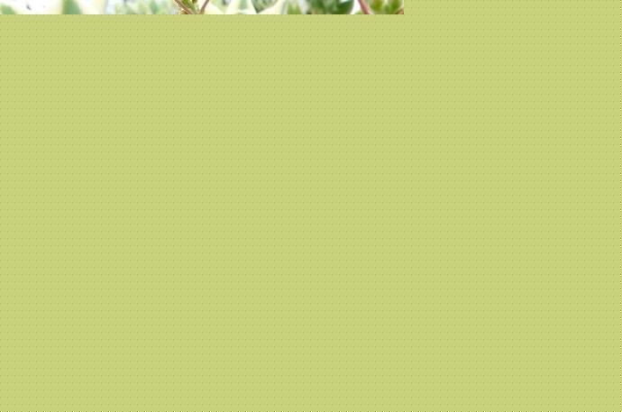 t(sh)Crassula hottentotaB(yng)o