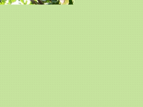 Bֳ