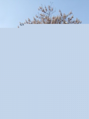 ͩ