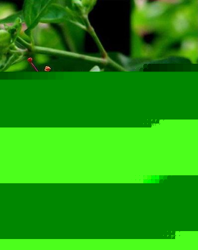 đС֬