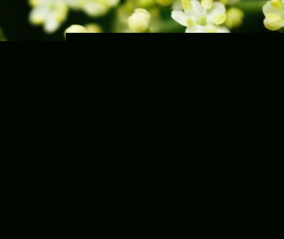 ͥBMзֳ