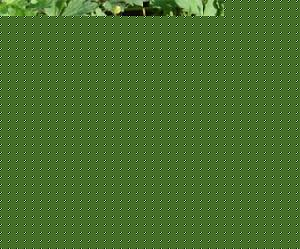 ֦ëݢͥB(yng)o(h)
