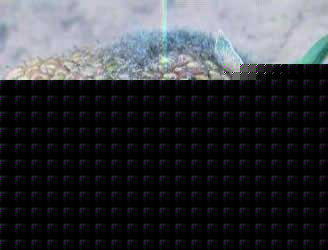 ݮù