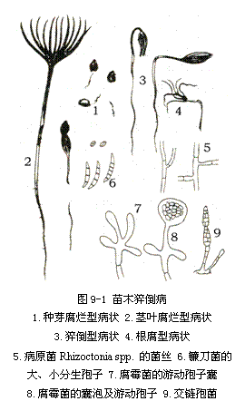 ı:  
D9-1 ľ⧵
1.NѿͲ 2.o~Ͳ
3.⧵Ͳ 4.Ͳ
5.ԭRhizoctonia spp. ľz 6.砵ĴС 7.ù΄(dng)
8.ùݼ΄(dng) 9.߾
