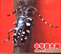ţ
