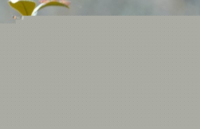 L(zhng)ɳ´^(q)골ƺ(zhn)ٴ壬x(chng)ɞ(zi)