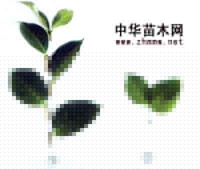 軨