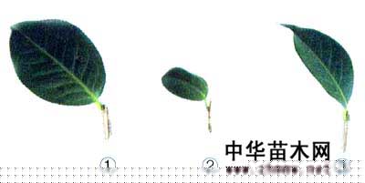 軨