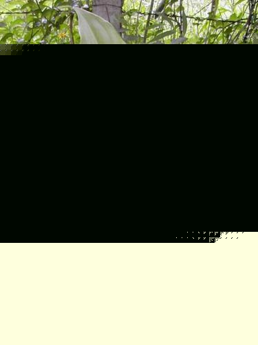 ͏d[Щֲ\