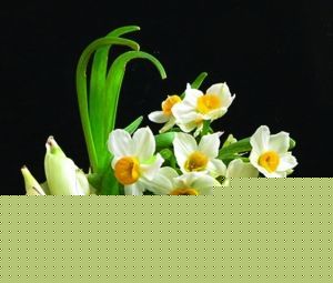 DIYˮ辰ˮɻ(MD)