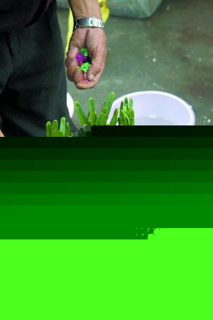 DIYˮ辰ˮɻ(MD)