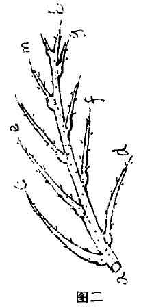 迎春花的花瓶式培育妙法