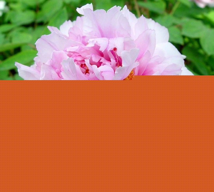 ĵ